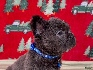 French Bulldog dogs 💙 Frost - Ad 31