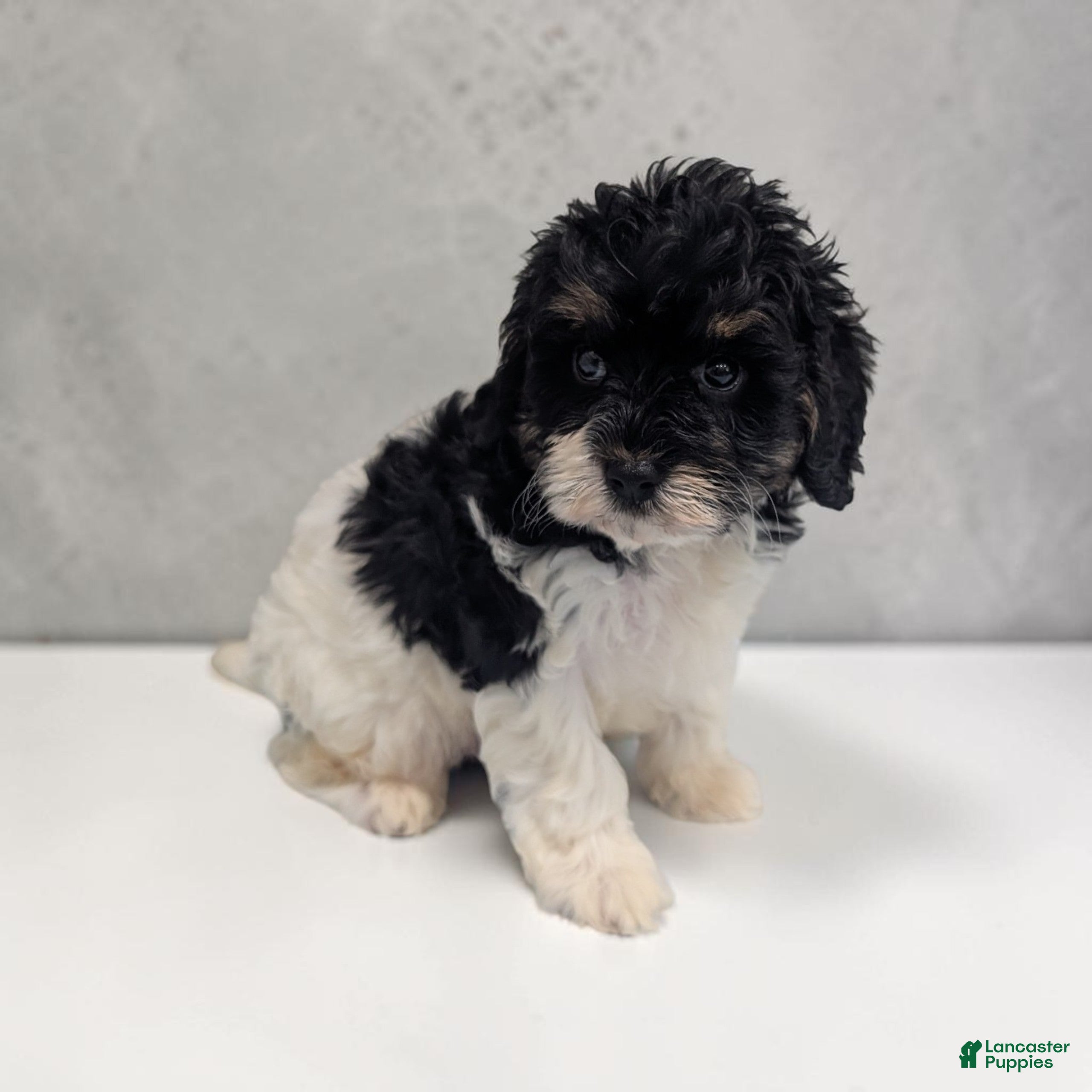 Cavapoo dogs Cleo - Ad 2
