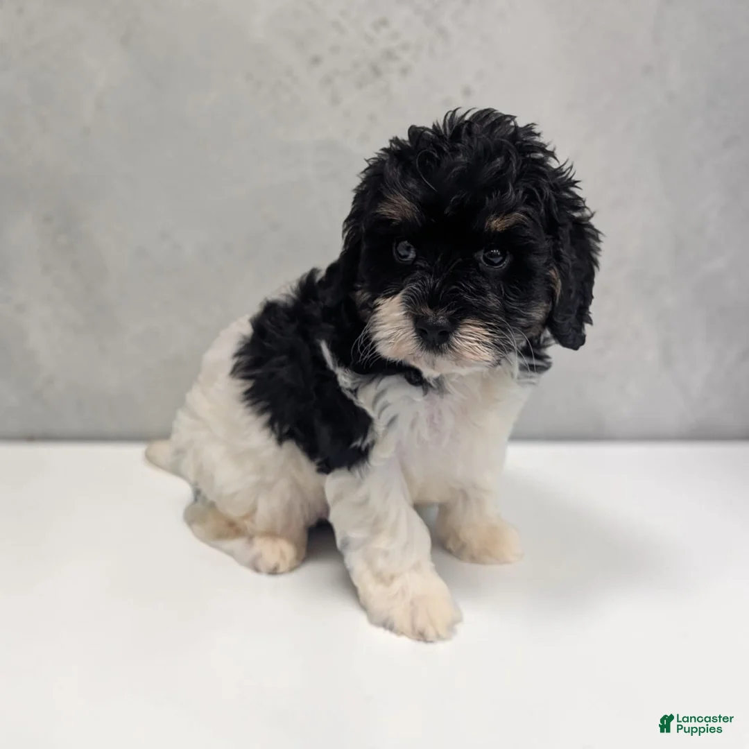 Cavapoo dogs for sale: Cleo - Ad 2
