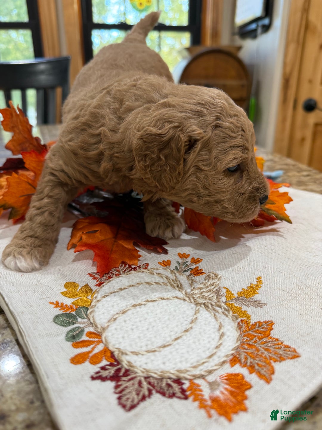 Mini Goldendoodle dogs for sale: Mini Goldendoodle Puppy 2 - Ad 5