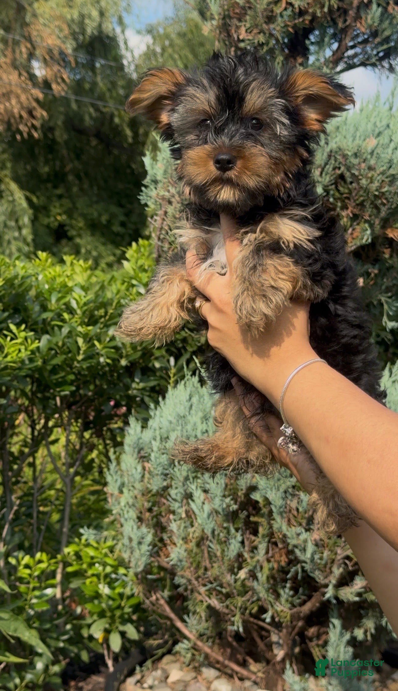 Yorkshire Terrier dogs Yorkshire Terrier 2 - Ad 4