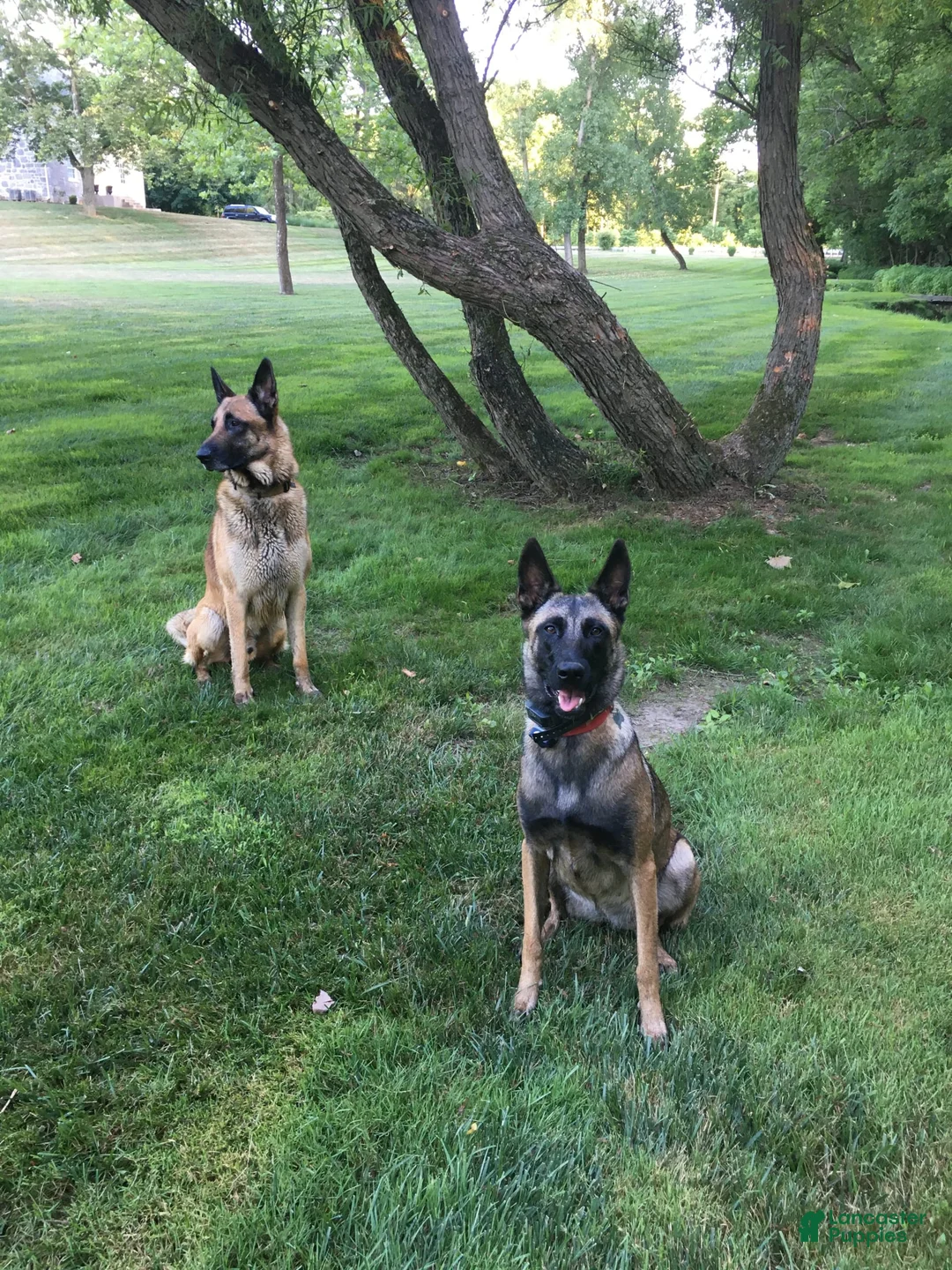 Gallery Image {{count}}