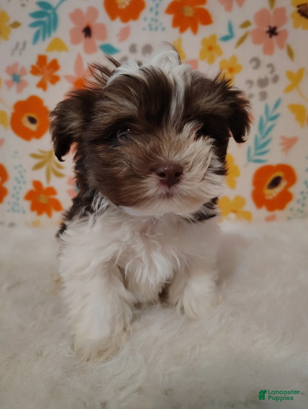 Maltipoo dogs for sale: Dozer - Ad 1