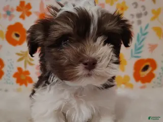 Maltipoo dogs for sale: Dozer - Ad 2