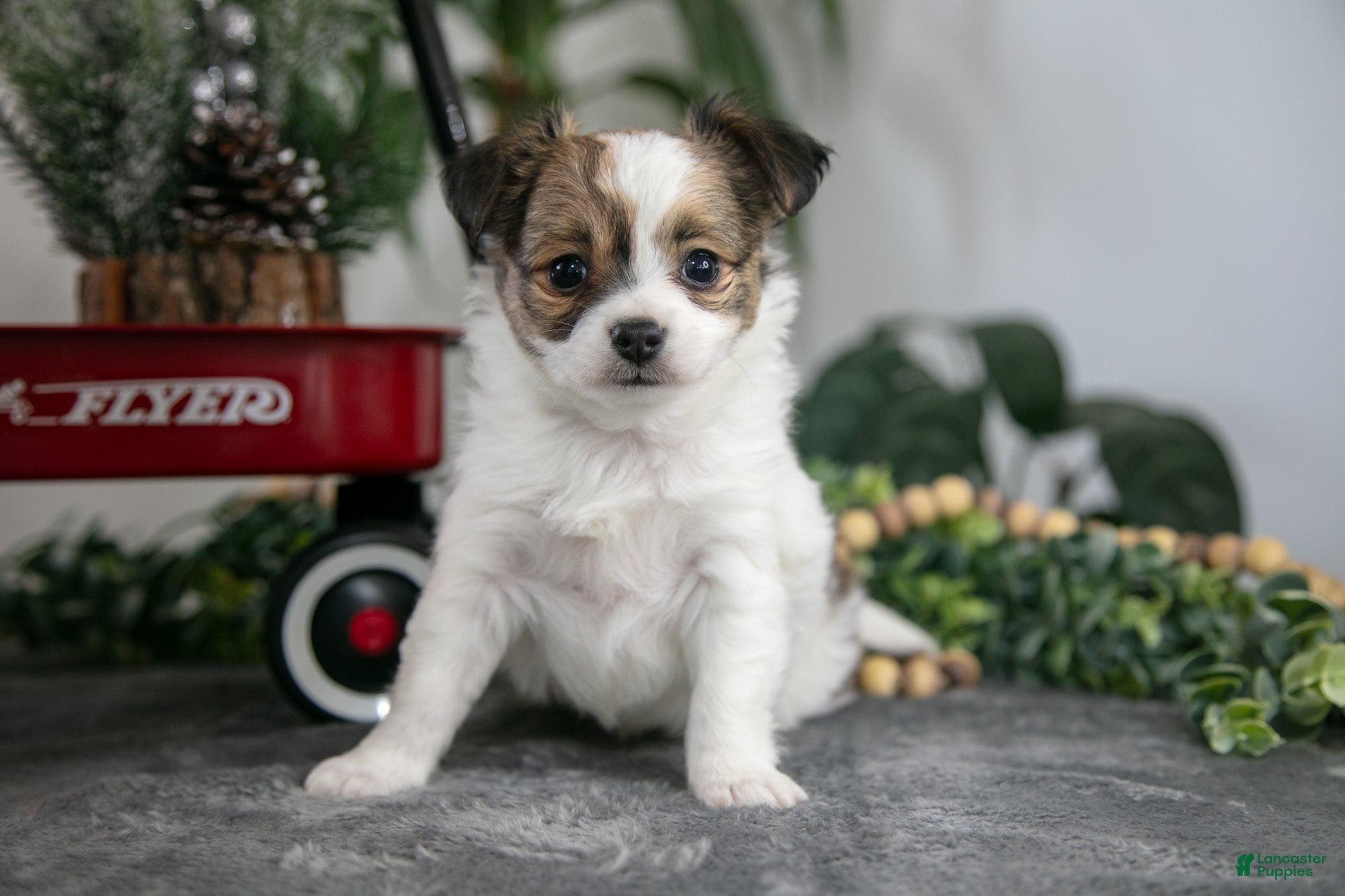 Chihuahua dogs Louie - Ad 11