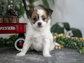 Chihuahua dogs Louie - Ad 21