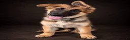 German Shepherd dogs for sale: Nala - Ad 3