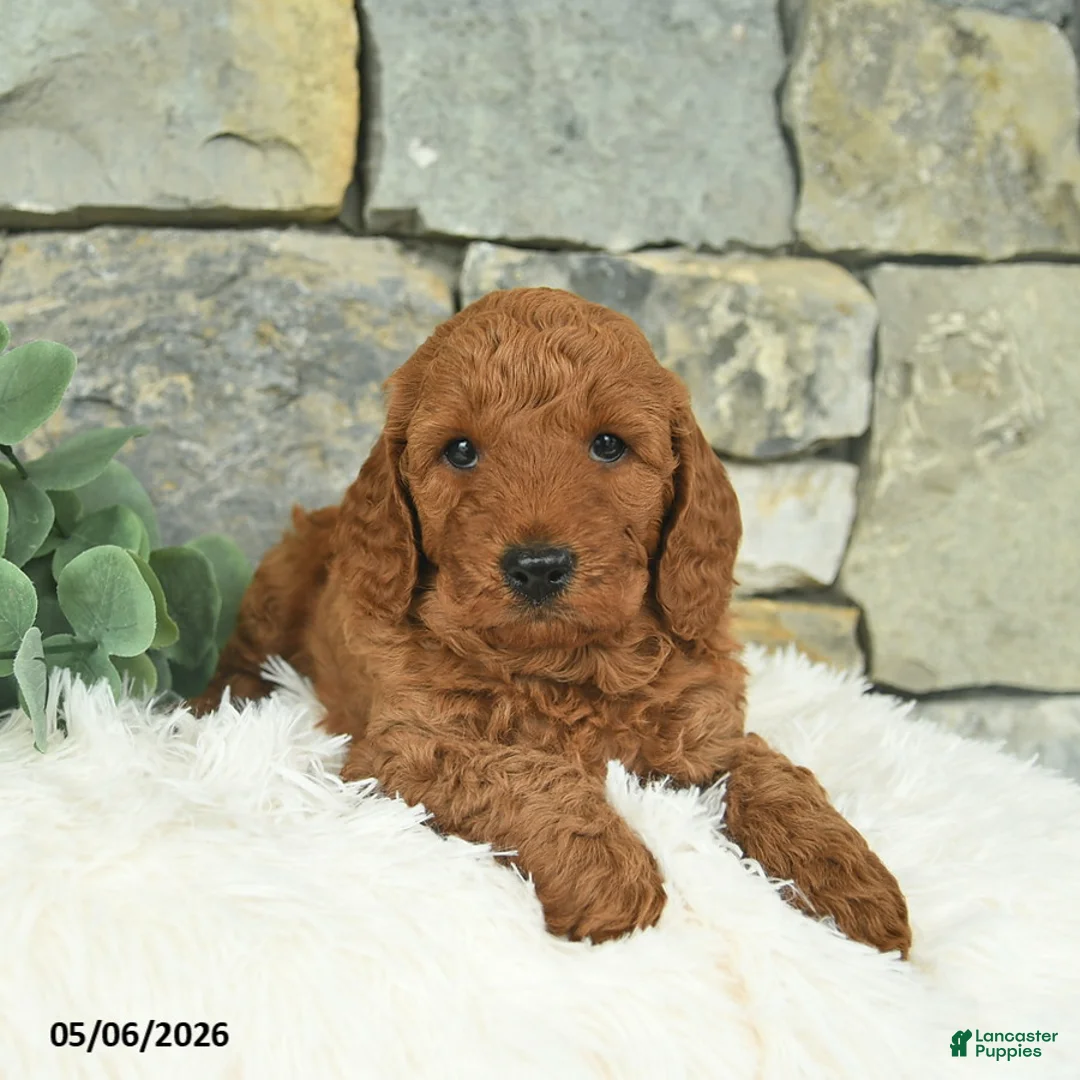 Mini Goldendoodle dogs for sale: Red   - Ad 3