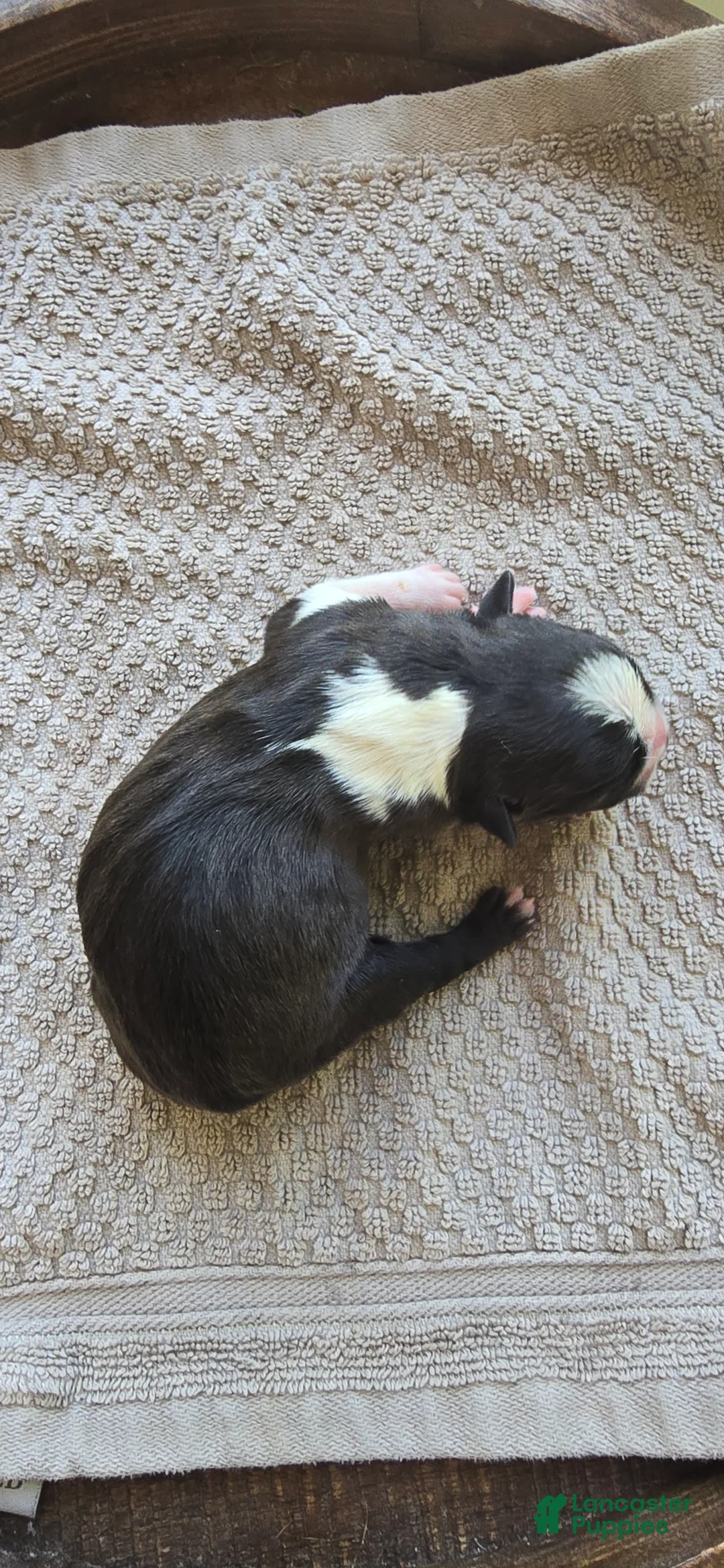 Boston Terrier dogs for sale: Boston Terrier Puppy 1 - Ad 2