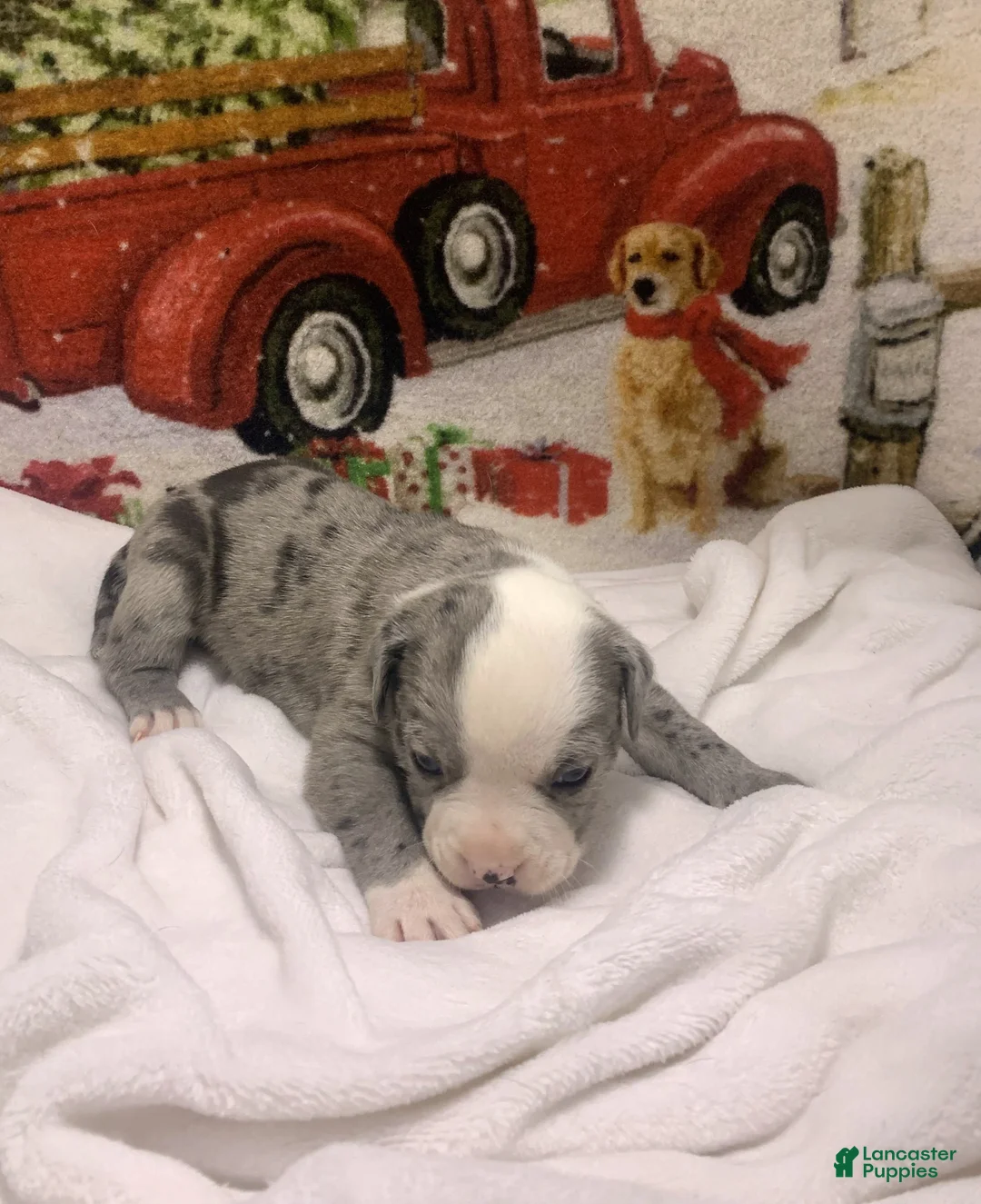 Mixed Breed dogs for sale: Bugs - Ad 5