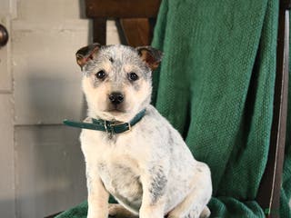 Australian Cattle Dog dogs Maverick - Ad 30