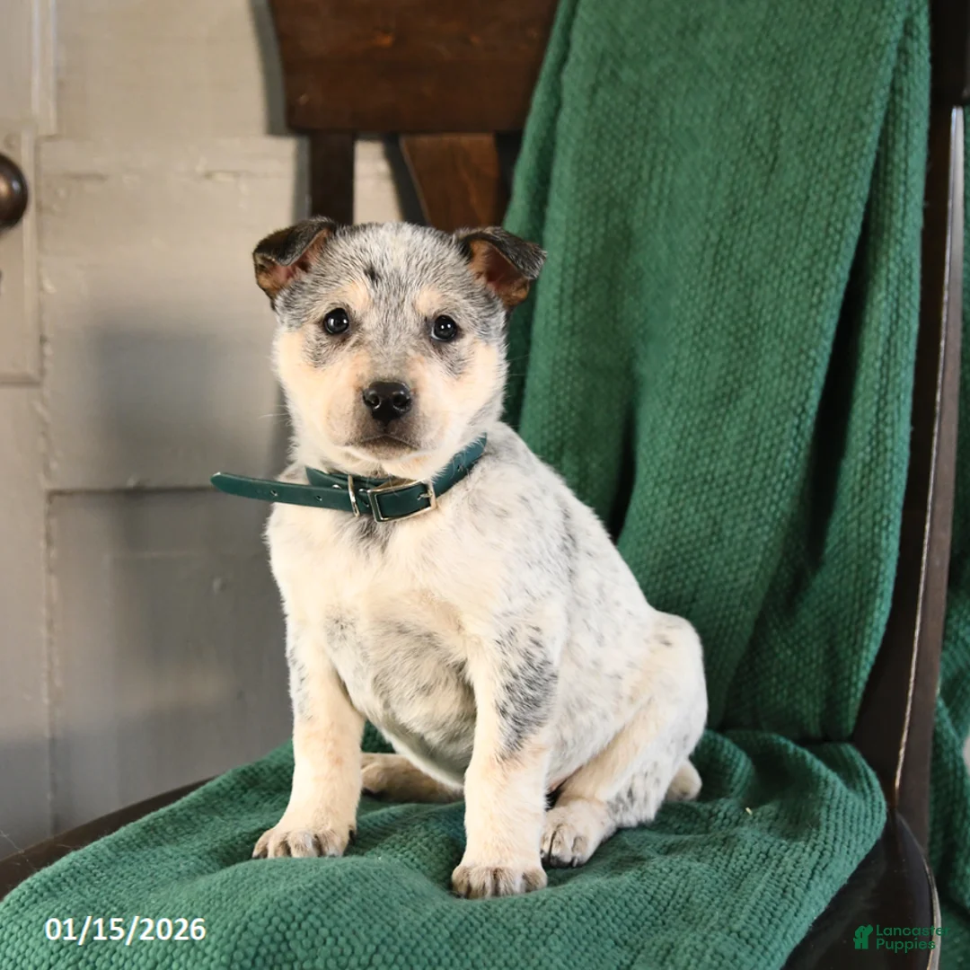 Australian Cattle Dog dogs for sale: Maverick - Ad 1