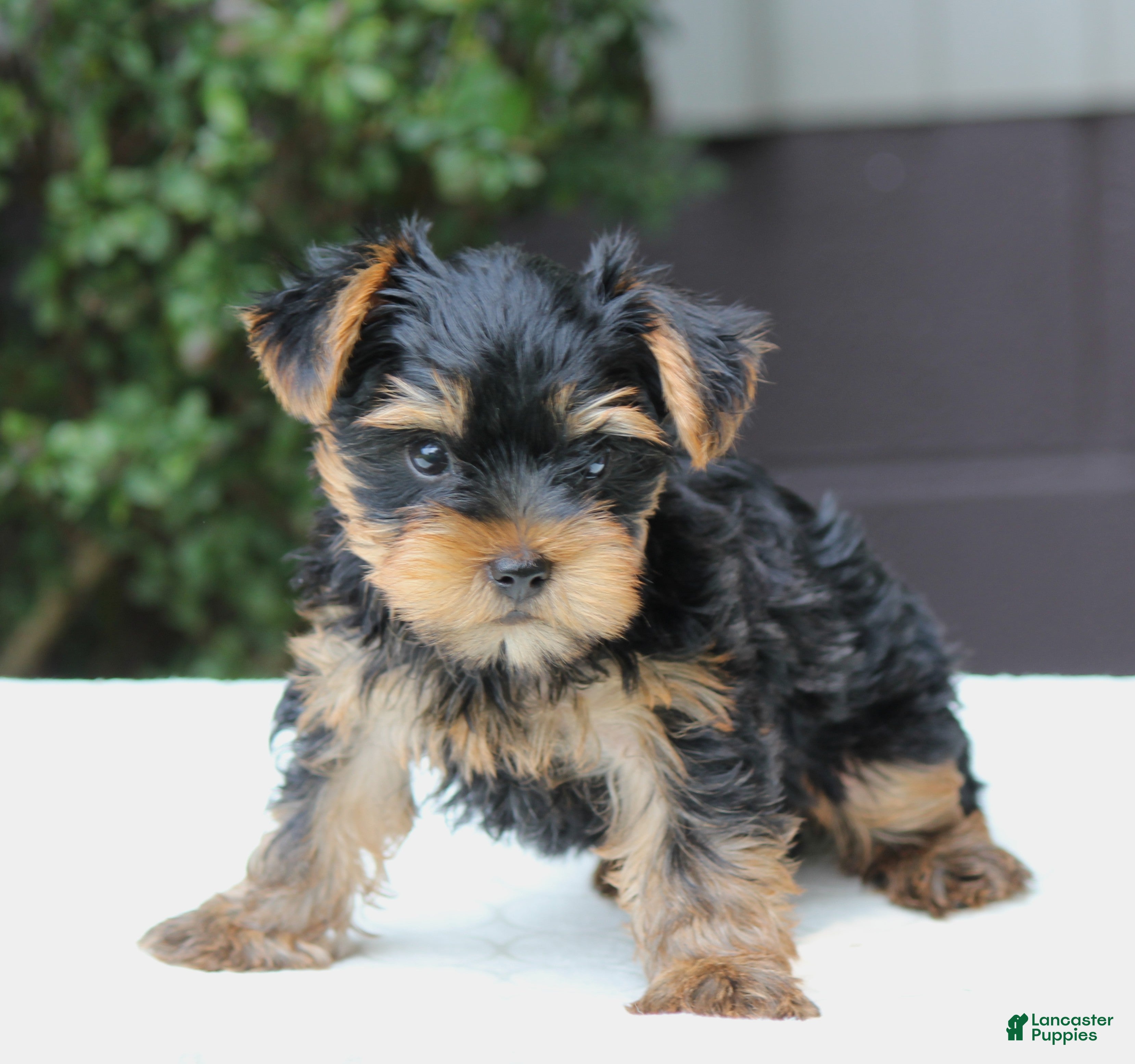 Yorkshire Terrier dogs Riley - Ad 1
