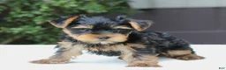 Yorkshire Terrier dogs for sale: Riley - Ad 3