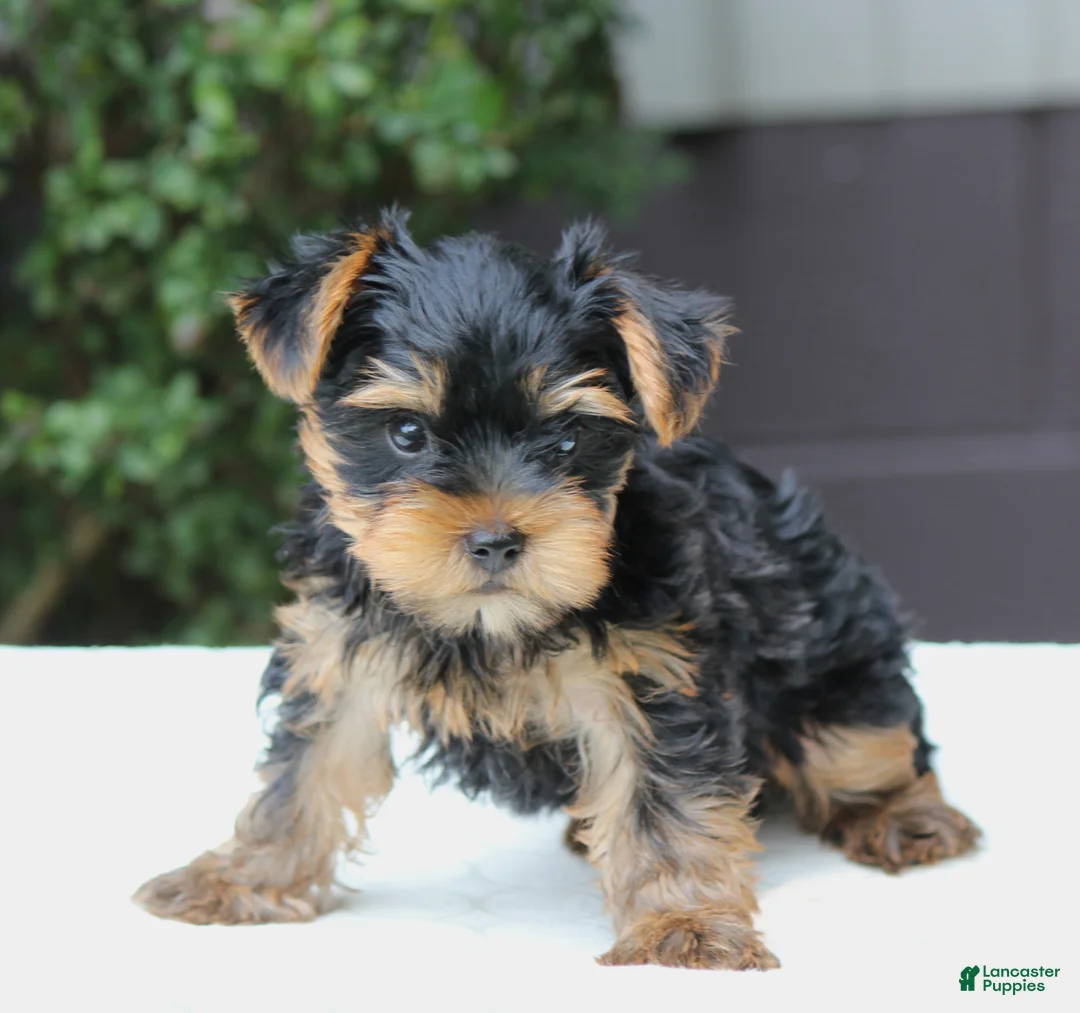 Yorkshire Terrier dogs for sale: Riley - Ad 1