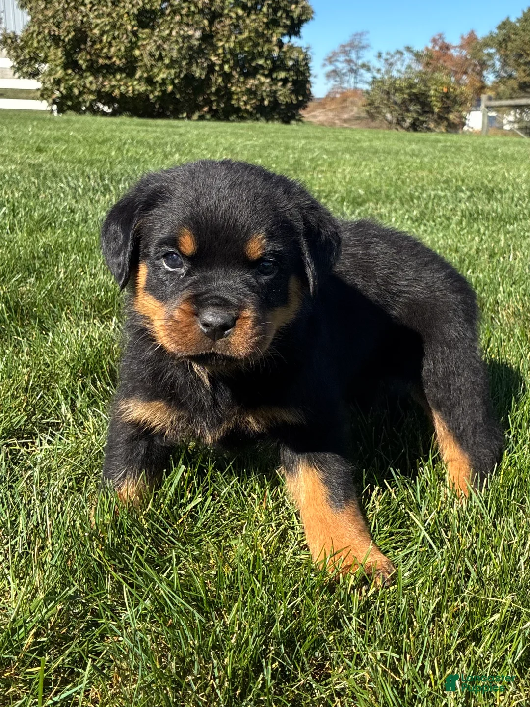 Rottweiler dogs for sale: Roman - Ad 1