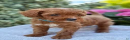 Toy Poodle dogs for sale: Parker - Ad 13