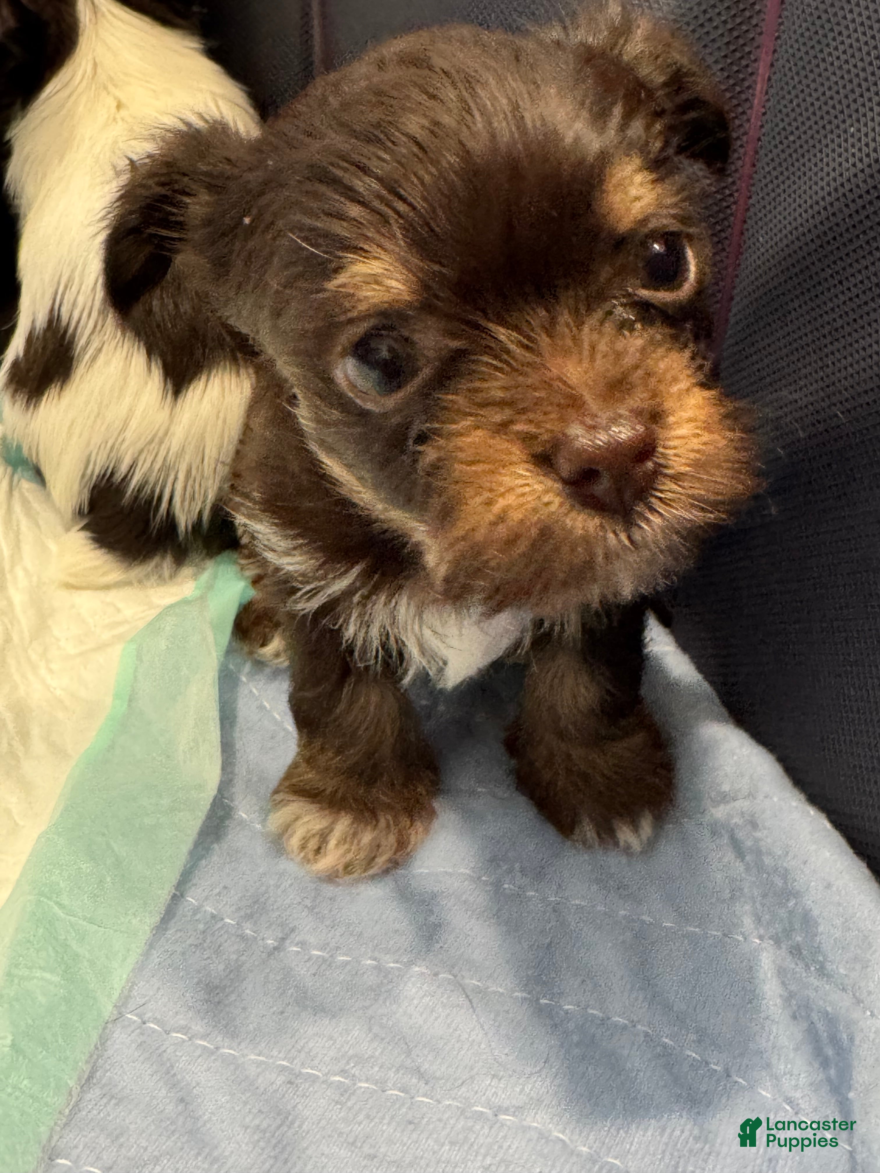 Yorkshire Terrier dogs Yorkshire Terrier 4 - Ad 1