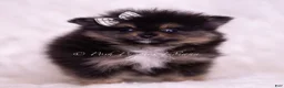 Pomeranian dogs for sale: Enzo - Ad 4