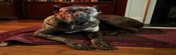 Cane Corso dogs for sale: Lime Green - Ad 3
