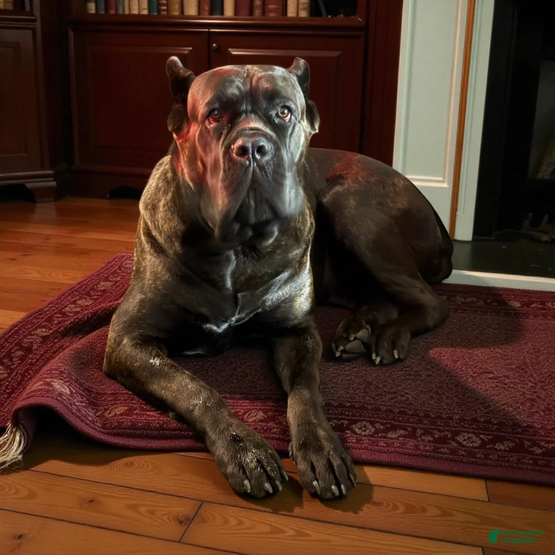 Cane Corso dogs for sale: Lime Green - Ad 3