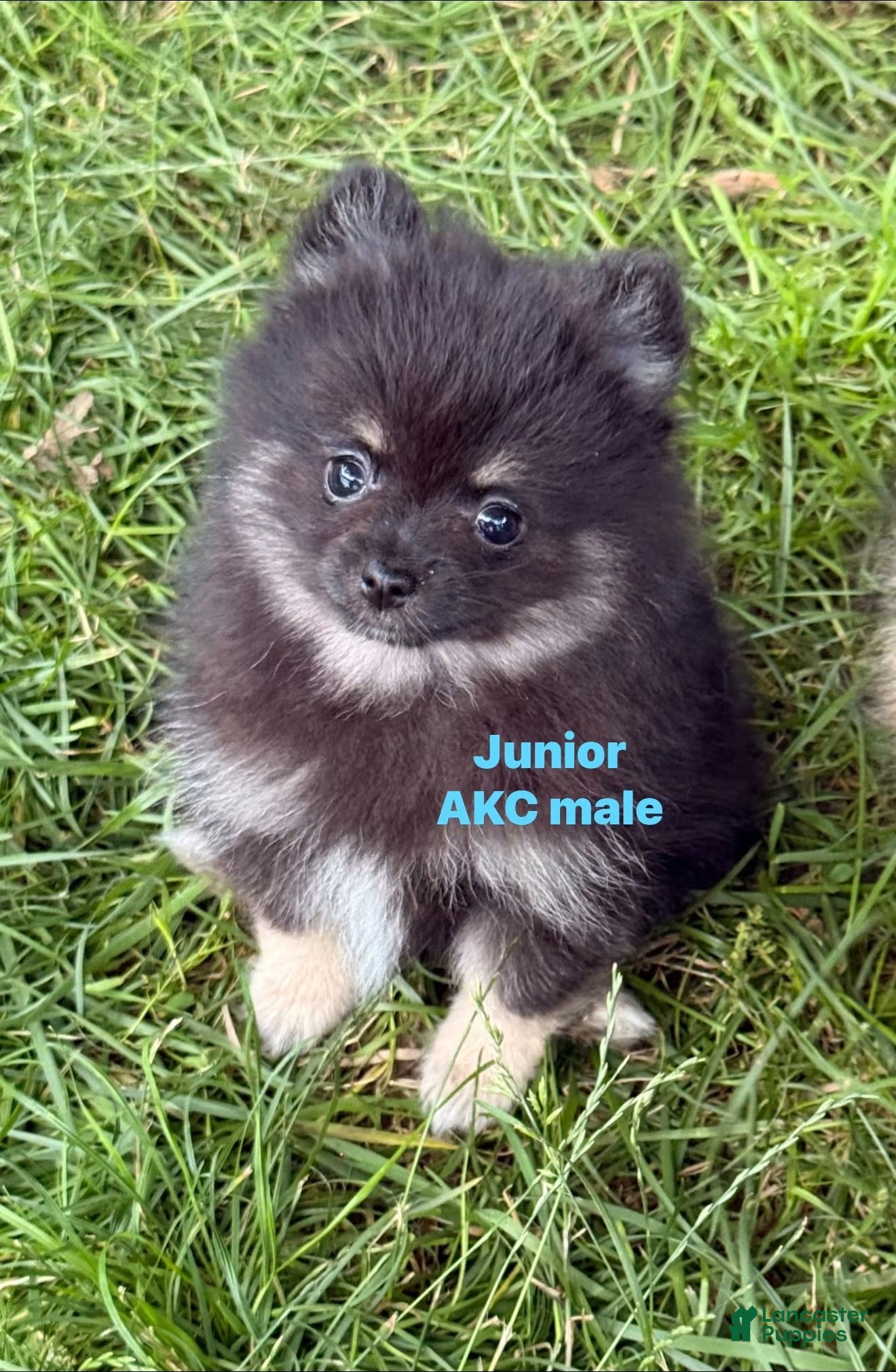 Pomeranian dogs Junior - Ad 21