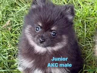 Pomeranian dogs Junior - Ad 36