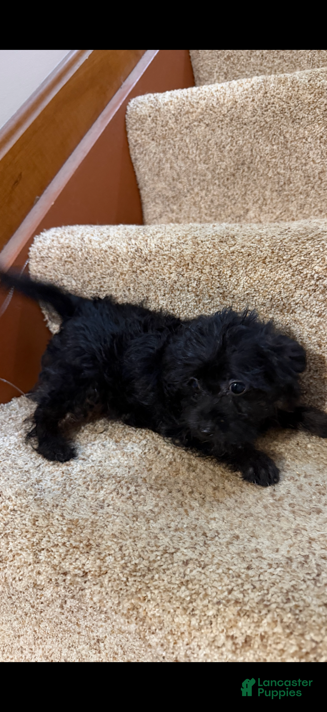 Yorkiepoo dogs Shakira - Ad 1