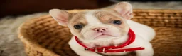 French Bulldog dogs for sale: Romeo - Ad 7