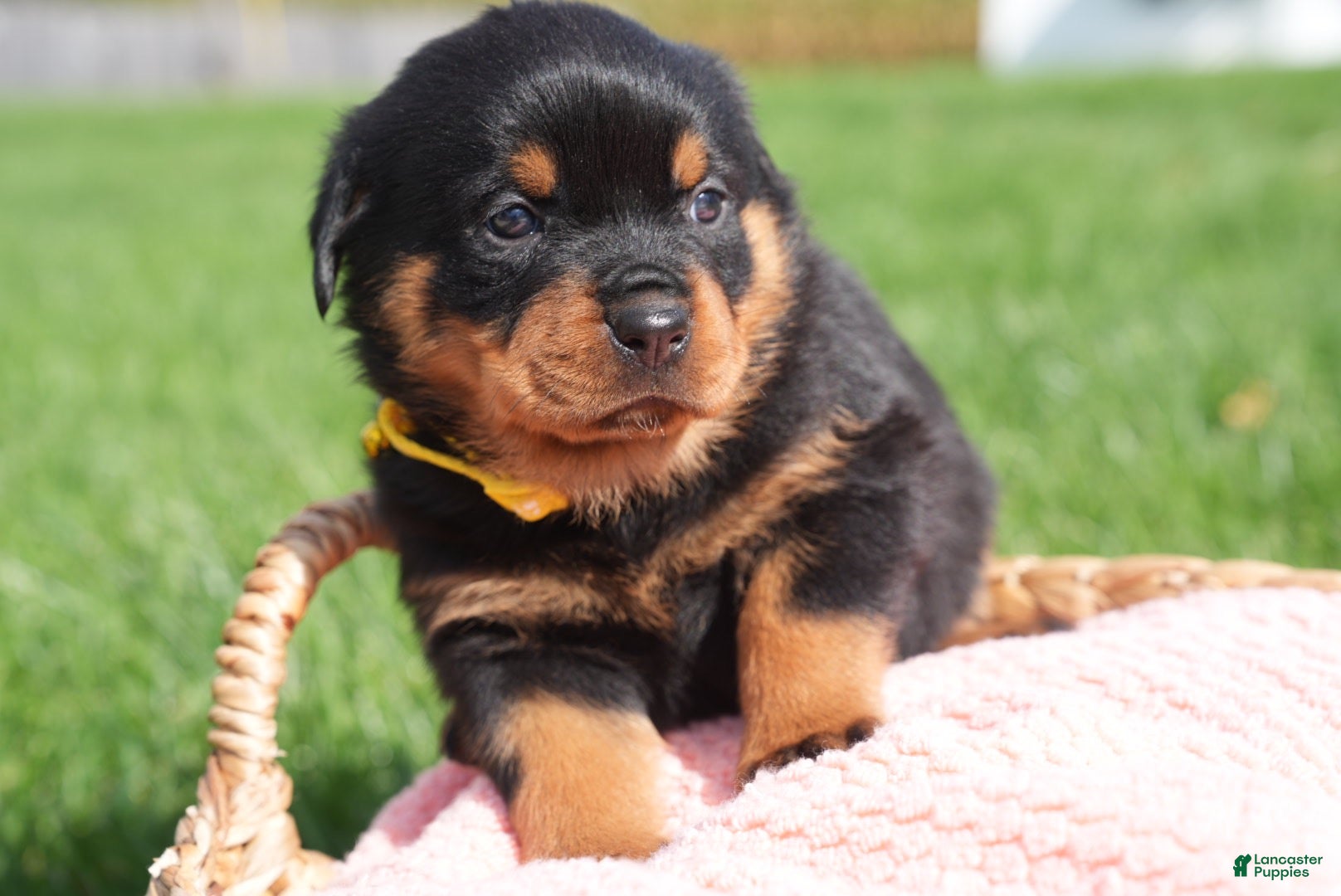 Rottweiler dogs Destiny  - Ad 2