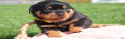 Rottweiler dogs for sale: Destiny  - Ad 2