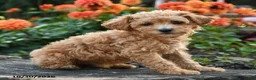 Mini Goldendoodle dogs for sale: Polly - Ad 4