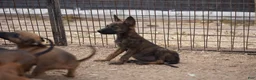 Dutch Shepherd dogs for sale: Dutch Shepherd Puppy 2 - Ad 7