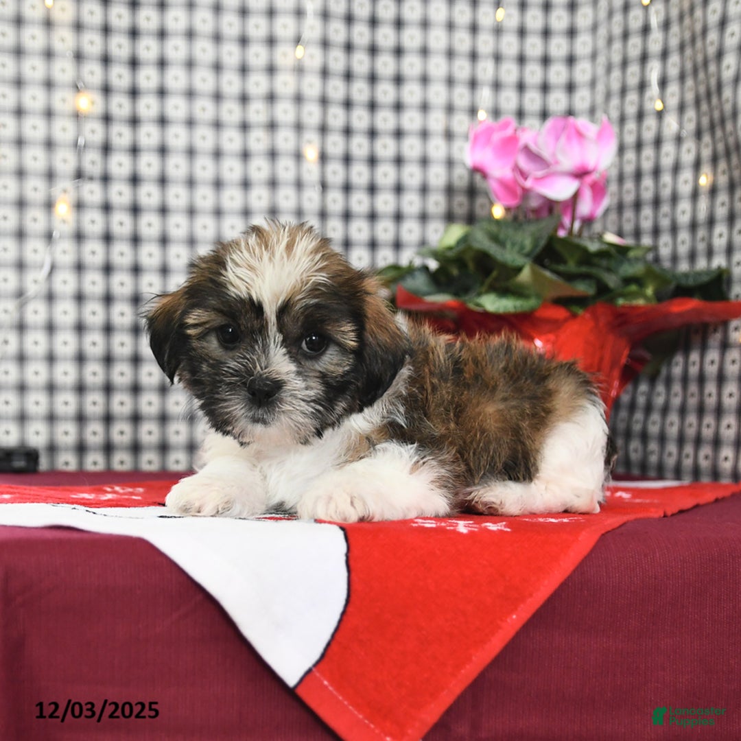 Mixed Breed dogs for sale: Kory - Ad 4
