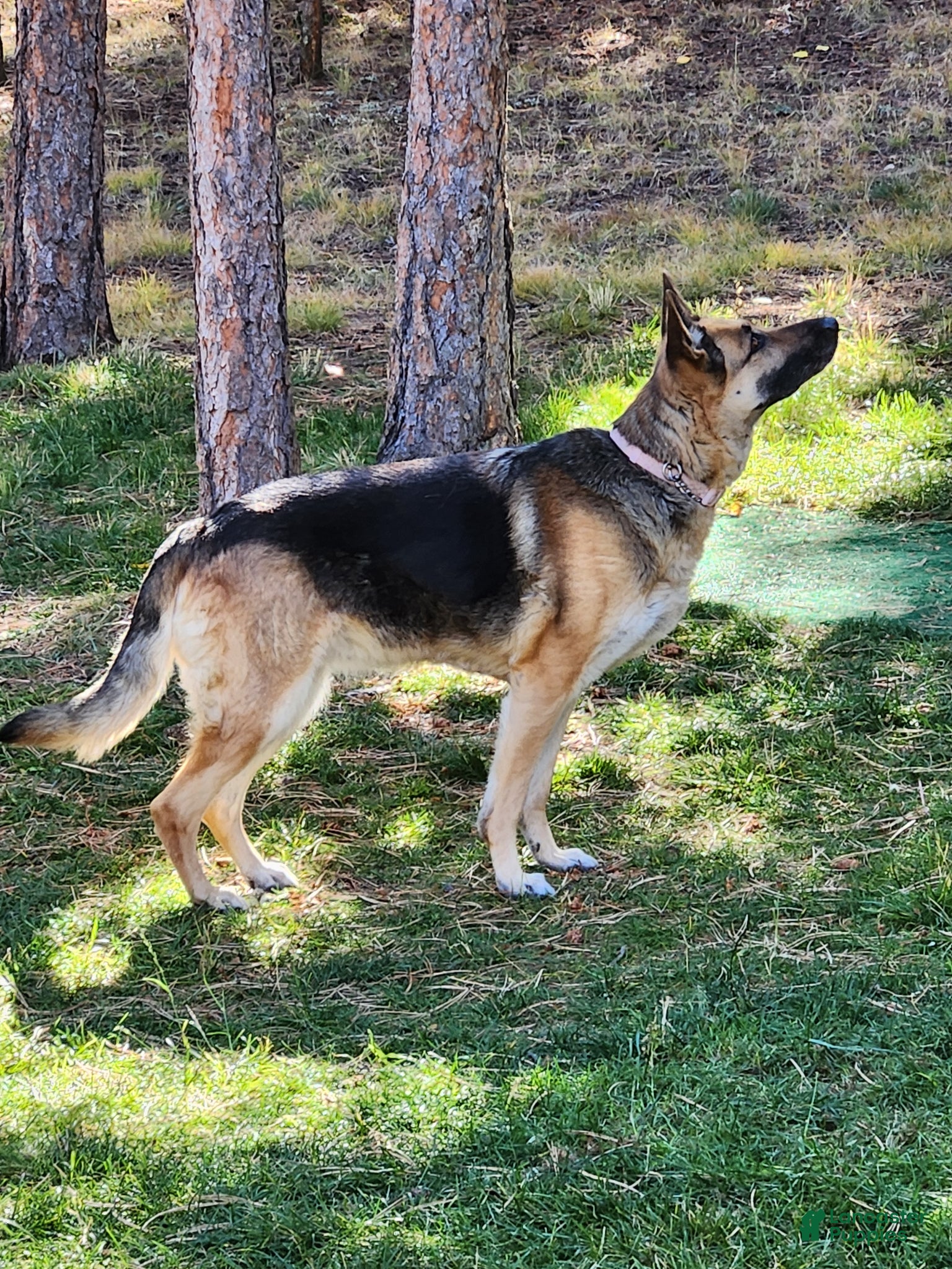 German Shepherd dogs German Shepherd Puppy 2- Blondi - Ad 2