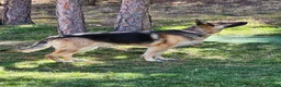 German Shepherd dogs for sale: German Shepherd Puppy 3 - Red - Ad 4