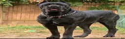 Cane Corso dogs for sale: DaVina - Ad 4