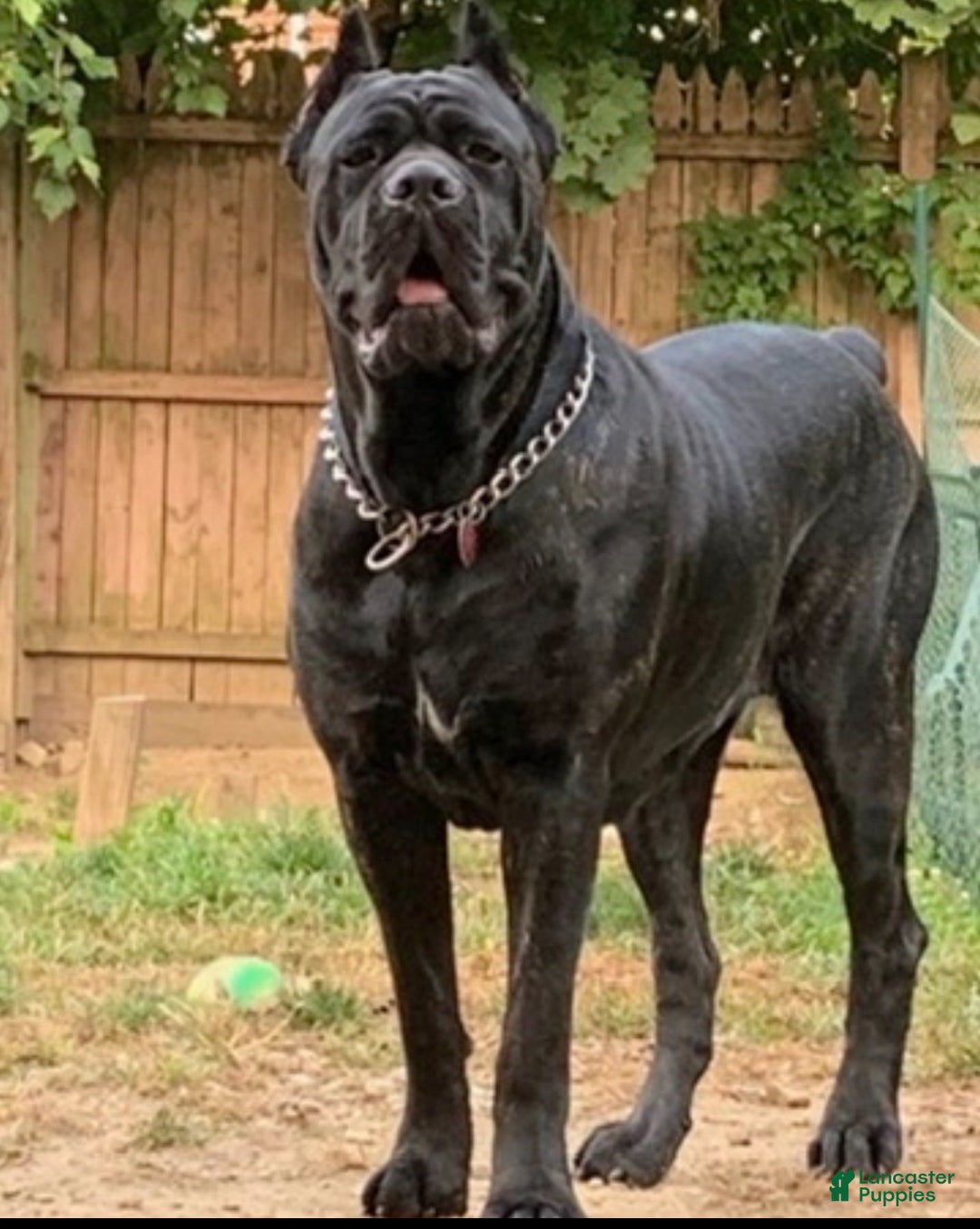 Cane Corso dogs for sale: DaVina - Ad 4