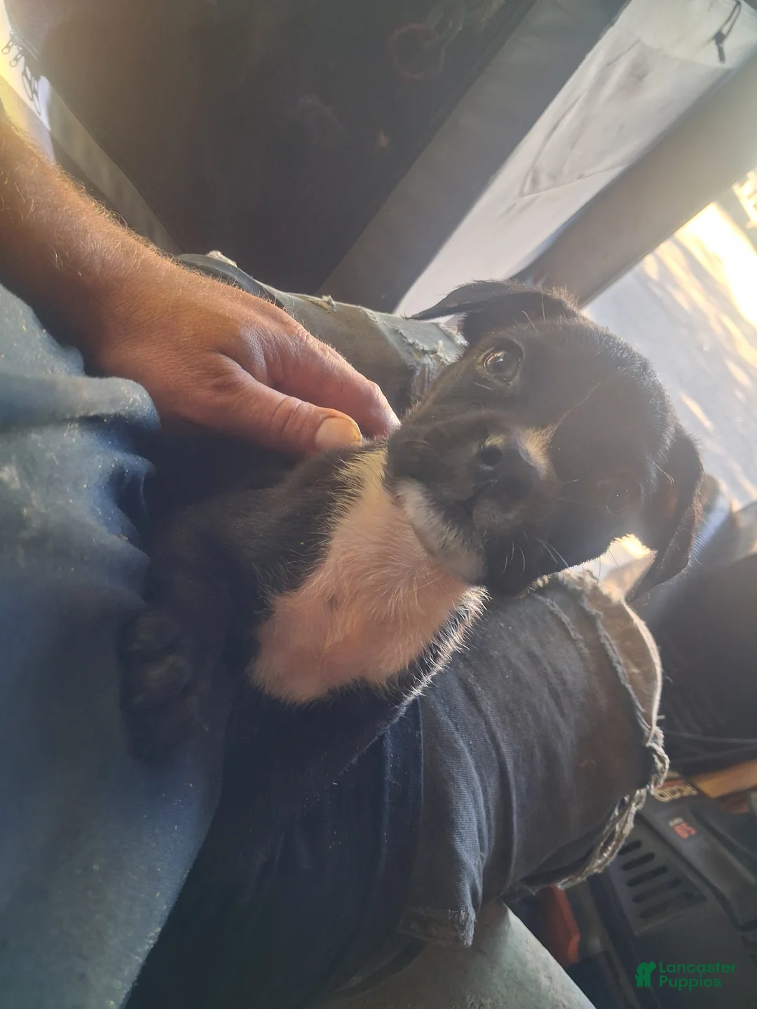 Boxador dogs for sale: Boxador 5 - Ad 2