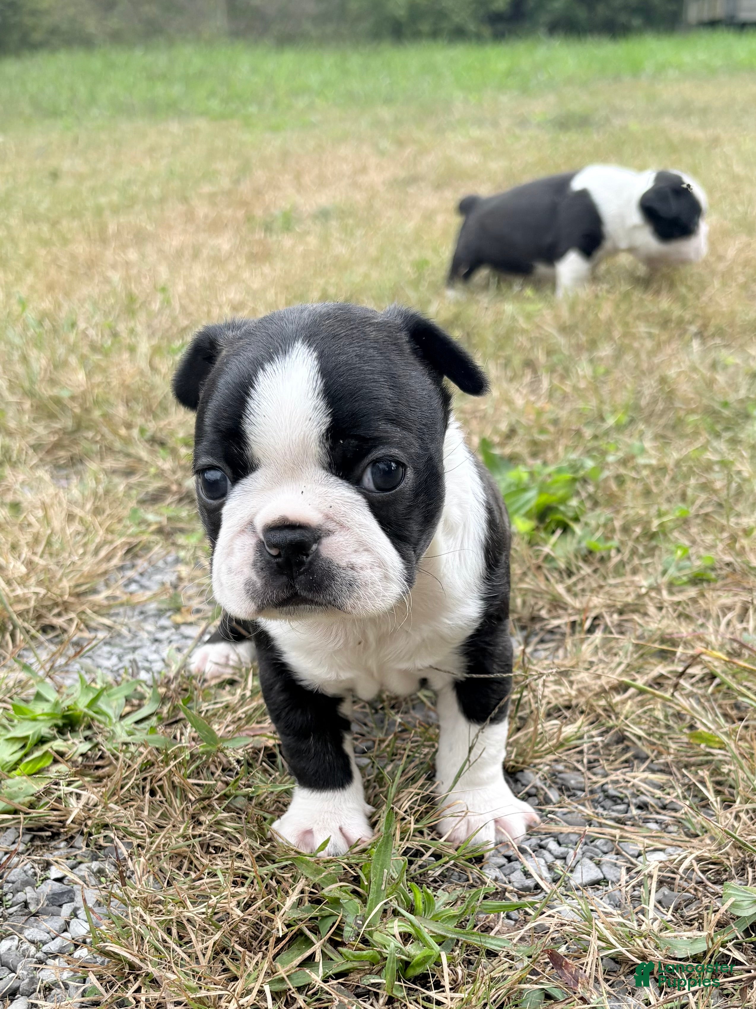 Boston Terrier dogs Boston Terrier 1 - Ad 2
