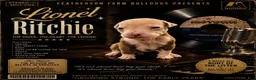American Bulldog dogs for sale: Lionel Ritchie-male - Ad 1