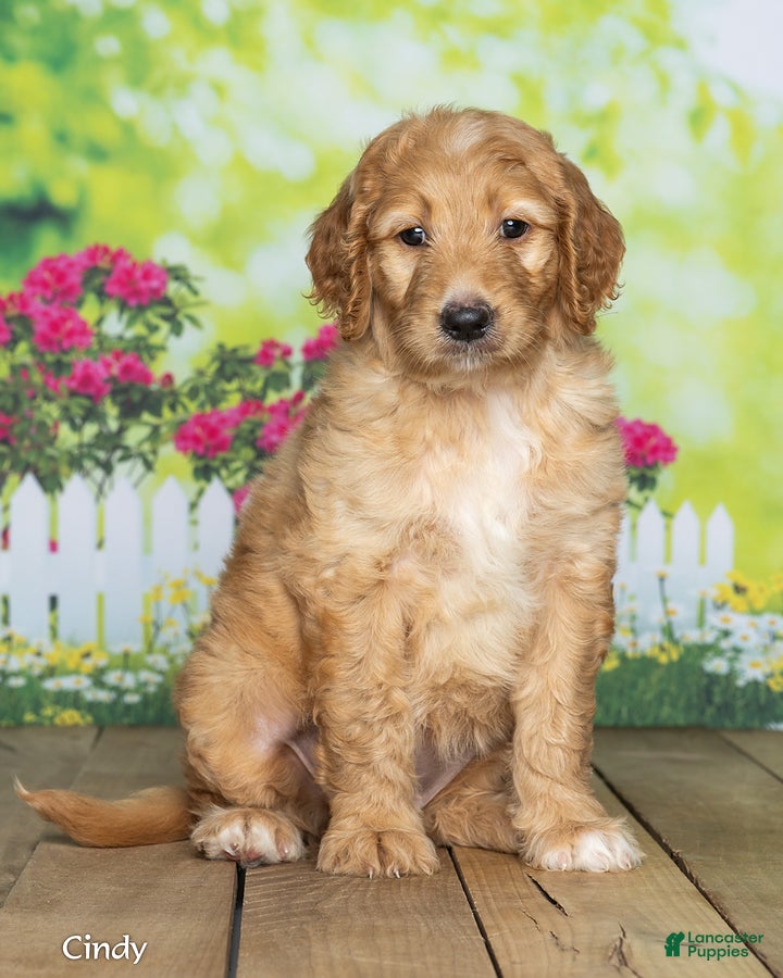 Goldendoodle dogs Cindy - Ad 1