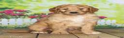 Goldendoodle dogs for sale: Cindy - Ad 1
