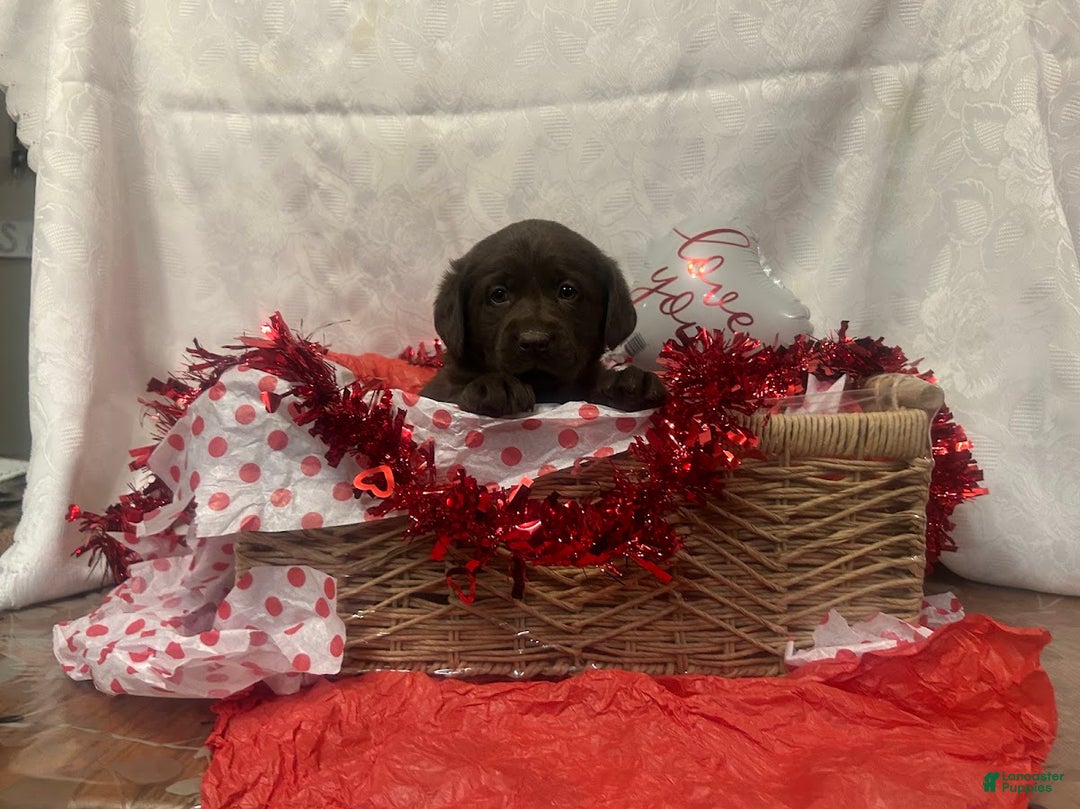 Labrador Retriever dogs for sale: Muffin - Ad 3