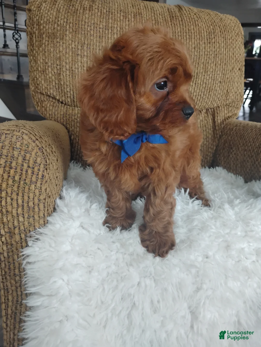 Cavapoo dogs for sale: Cody - Ad 3
