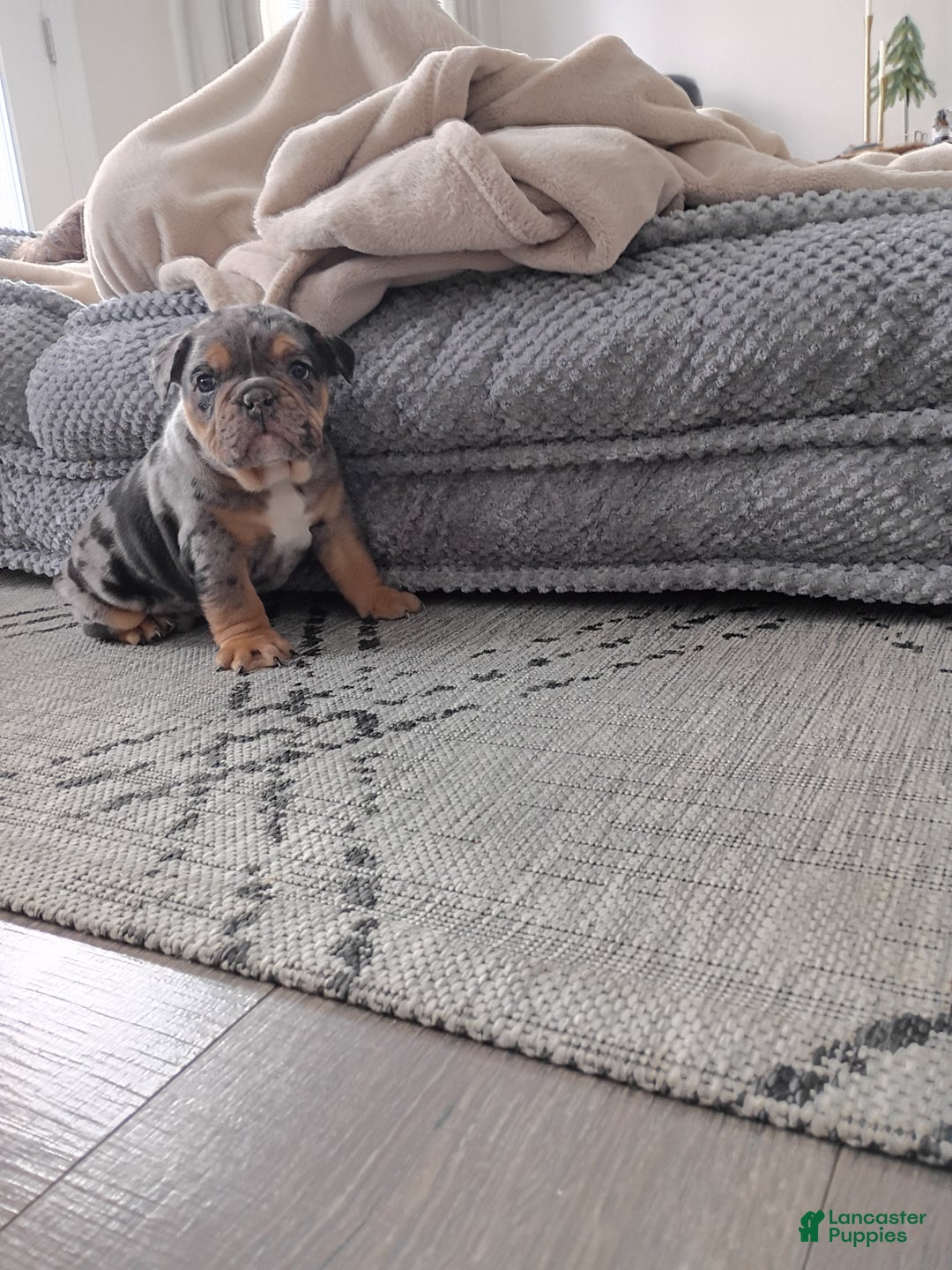 Olde English Bulldogge dogs for sale: Olde English Bulldogge Puppy 1 - Ad 7