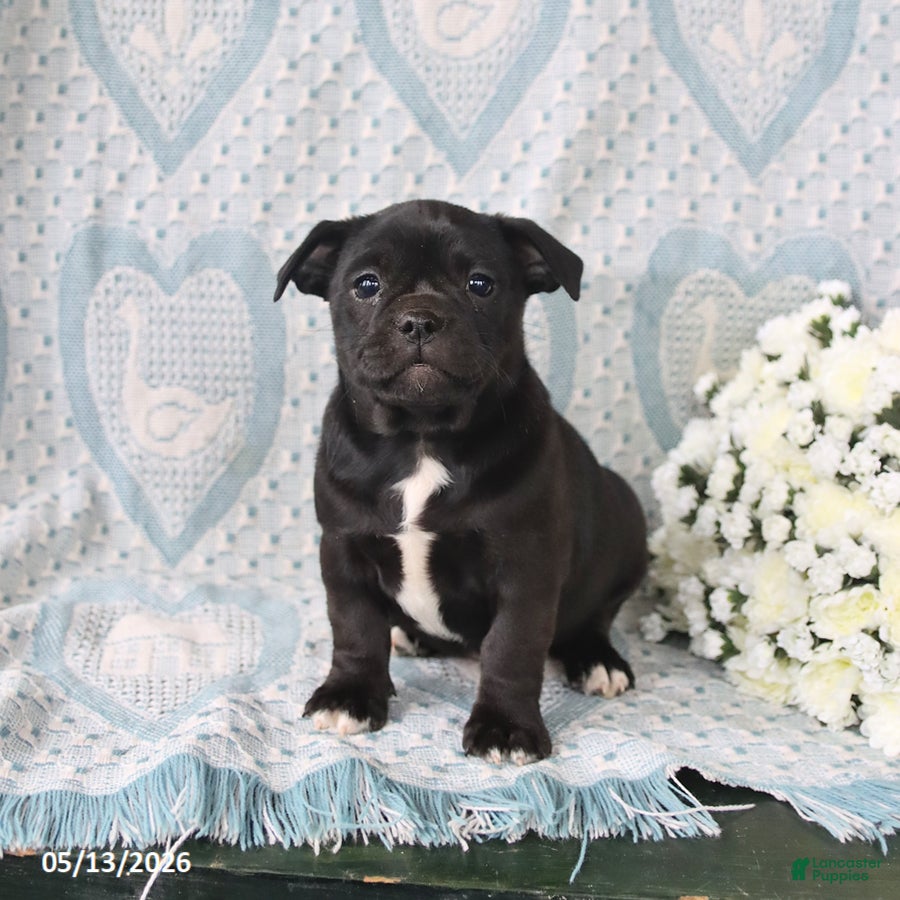 Jug dogs for sale: Twinkles - Ad 2