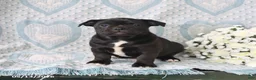 Jug dogs for sale: Twinkles - Ad 1