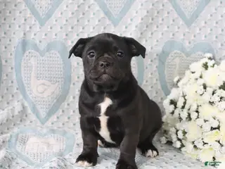 Jug dogs for sale: Twinkles - Ad 2