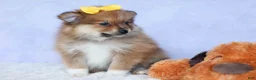Pomeranian dogs for sale: Farris  - Ad 10